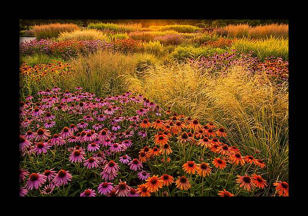 Garden Prairie Serenity