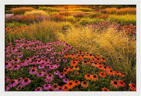 Garden Prairie Serenity