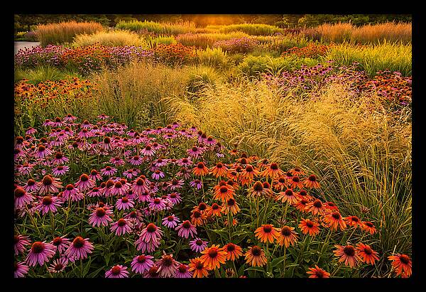 Garden Prairie Serenity