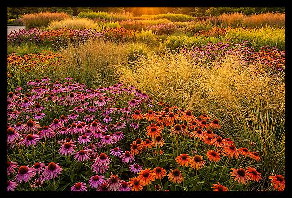 Garden Prairie Serenity