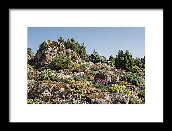 Garden Rockery With Alpines