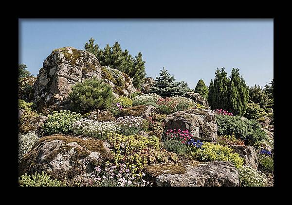 Garden Rockery With Alpines