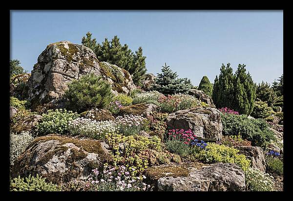 Garden Rockery With Alpines