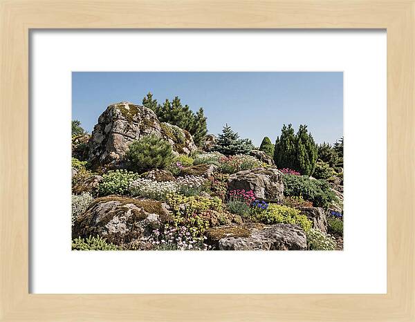 Garden Rockery With Alpines