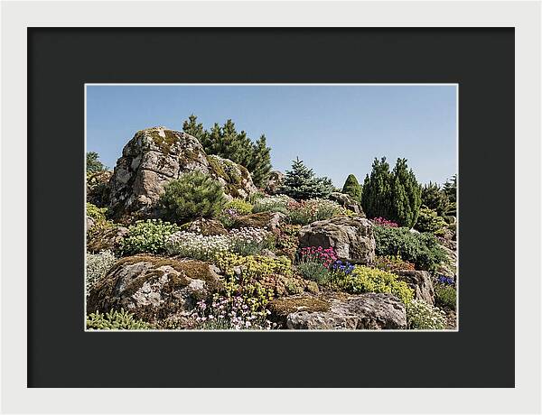 Garden Rockery With Alpines
