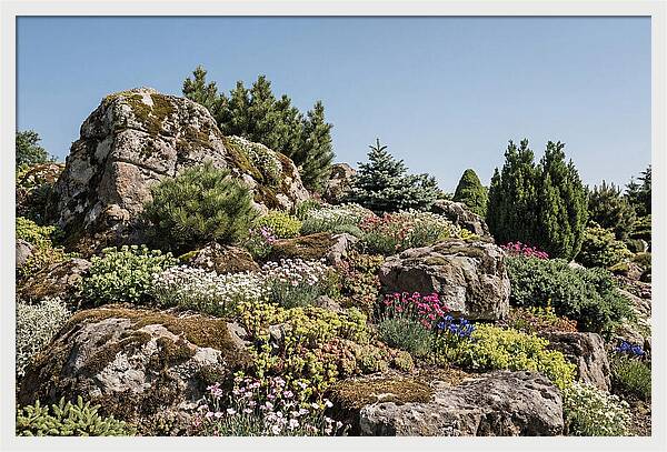 Garden Rockery With Alpines
