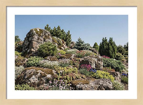 Garden Rockery With Alpines