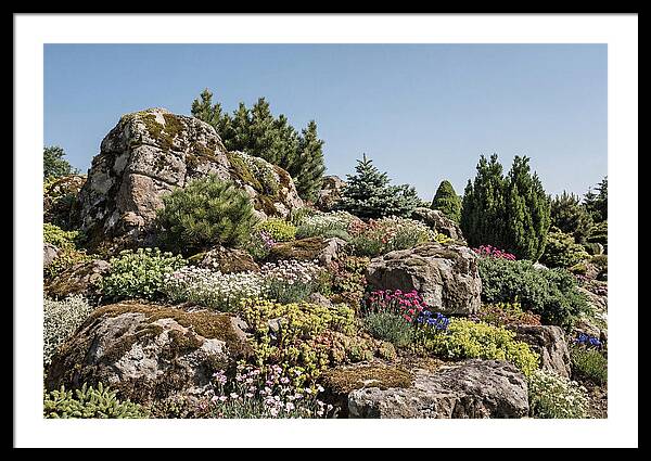 Garden Rockery With Alpines