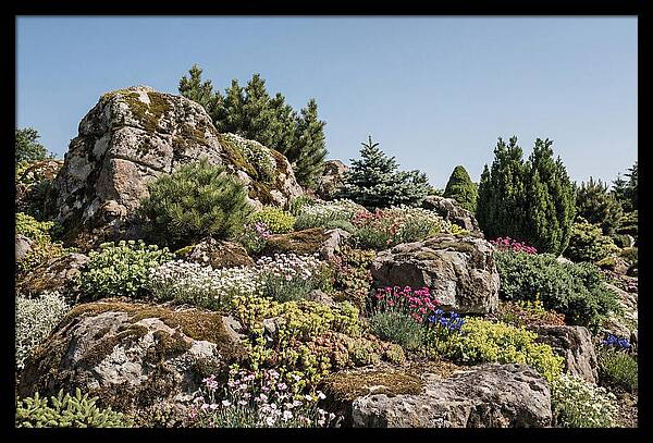 Garden Rockery With Alpines