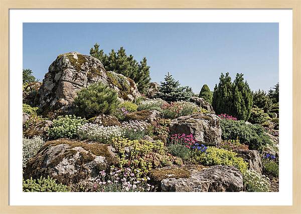 Garden Rockery With Alpines