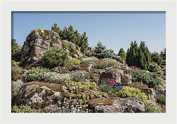 Garden Rockery With Alpines
