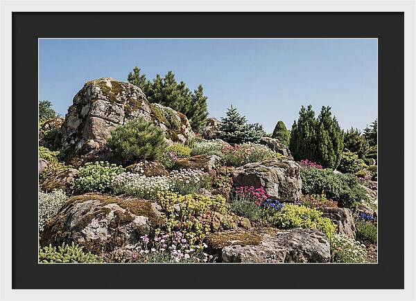 Garden Rockery With Alpines