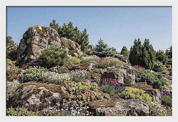 Garden Rockery With Alpines
