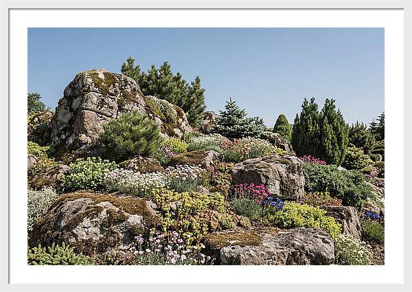 Garden Rockery With Alpines
