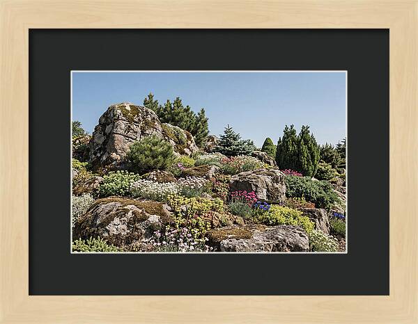 Garden Rockery With Alpines
