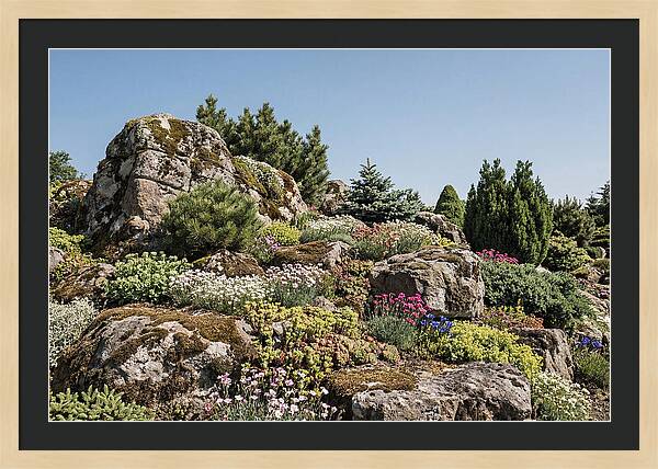 Garden Rockery With Alpines