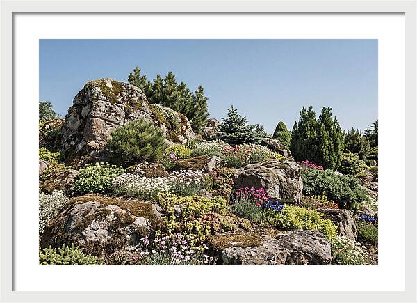 Garden Rockery With Alpines
