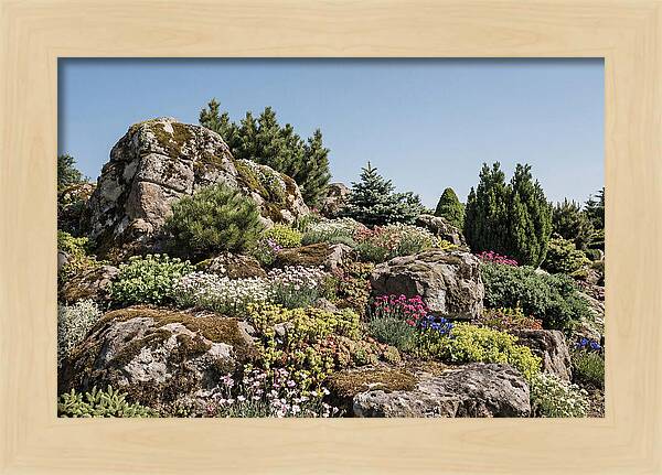 Garden Rockery With Alpines
