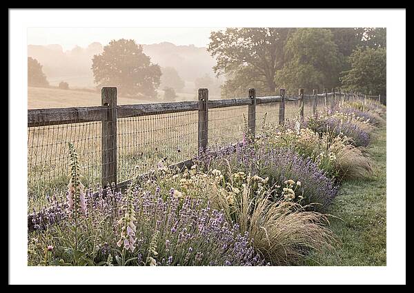 Garden Serenity At Dawn