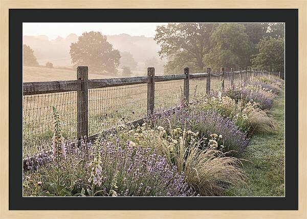 Garden Serenity At Dawn