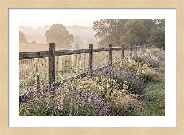 Garden Serenity At Dawn