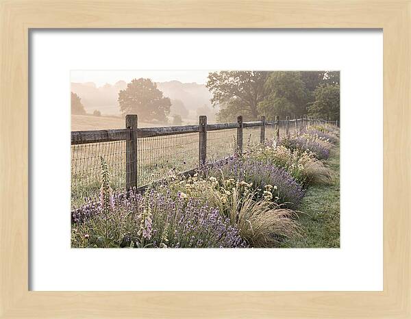 Garden Serenity At Dawn