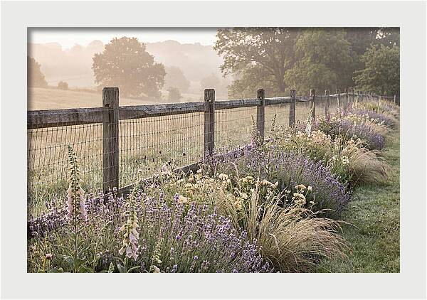 Garden Serenity At Dawn