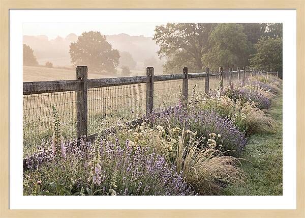 Garden Serenity At Dawn