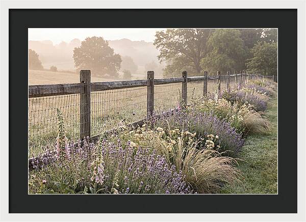 Garden Serenity At Dawn