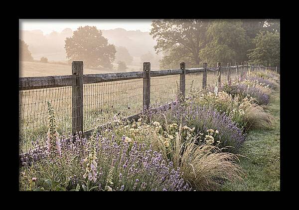 Garden Serenity At Dawn