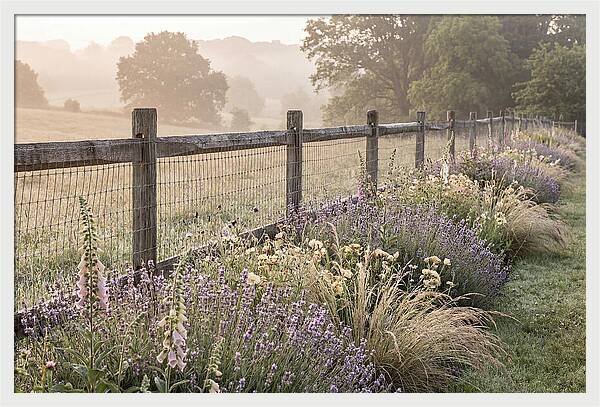 Garden Serenity At Dawn