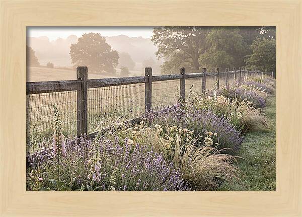 Garden Serenity At Dawn