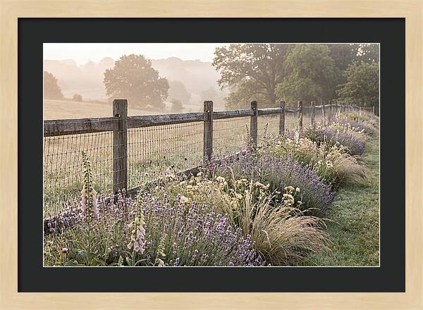 Garden Serenity At Dawn