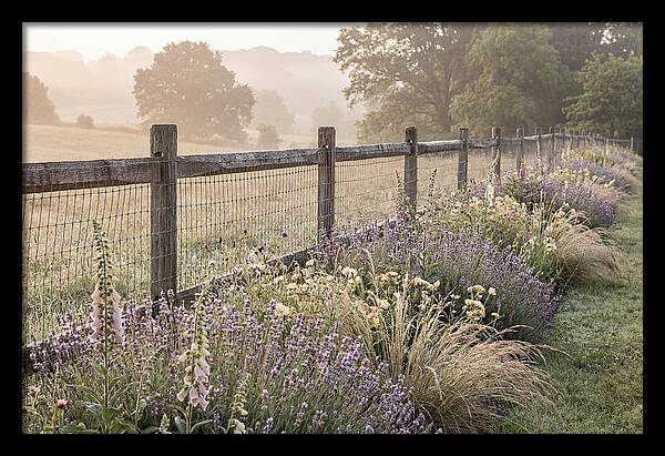 Garden Serenity At Dawn