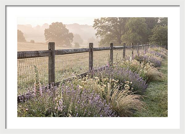 Garden Serenity At Dawn