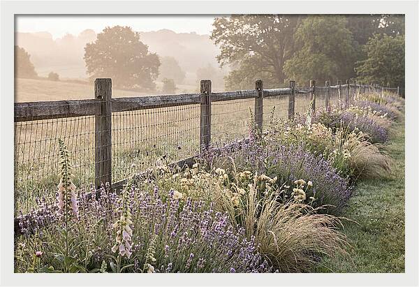 Garden Serenity At Dawn