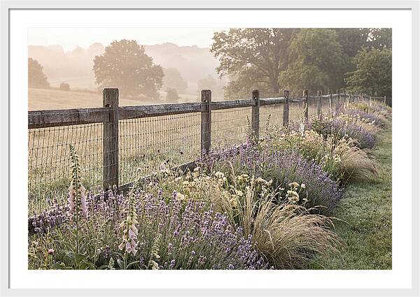 Garden Serenity At Dawn