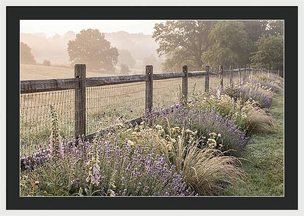Garden Serenity At Dawn