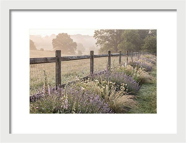 Garden Serenity At Dawn