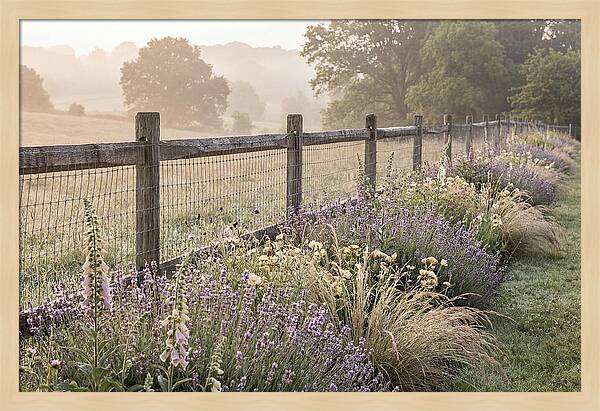 Garden Serenity At Dawn