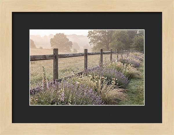 Garden Serenity At Dawn