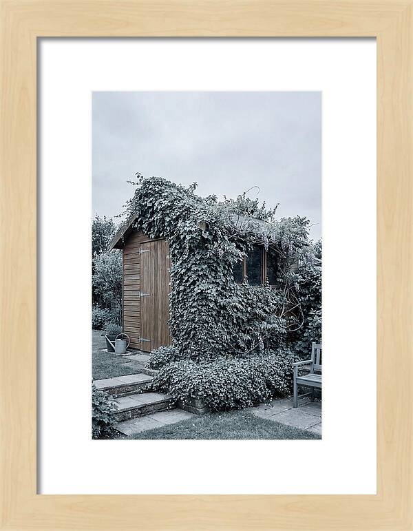 Garden Shed Embraced By Nature