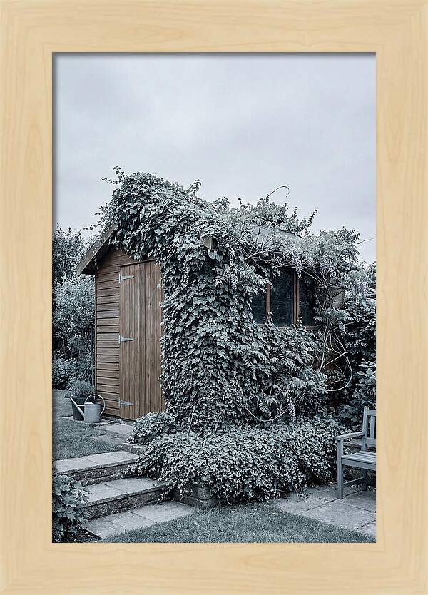 Garden Shed Embraced By Nature