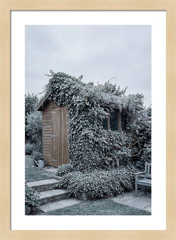 Garden Shed Embraced By Nature
