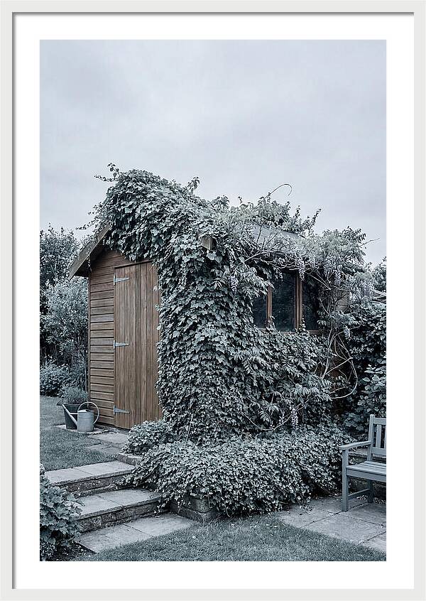 Garden Shed Embraced By Nature