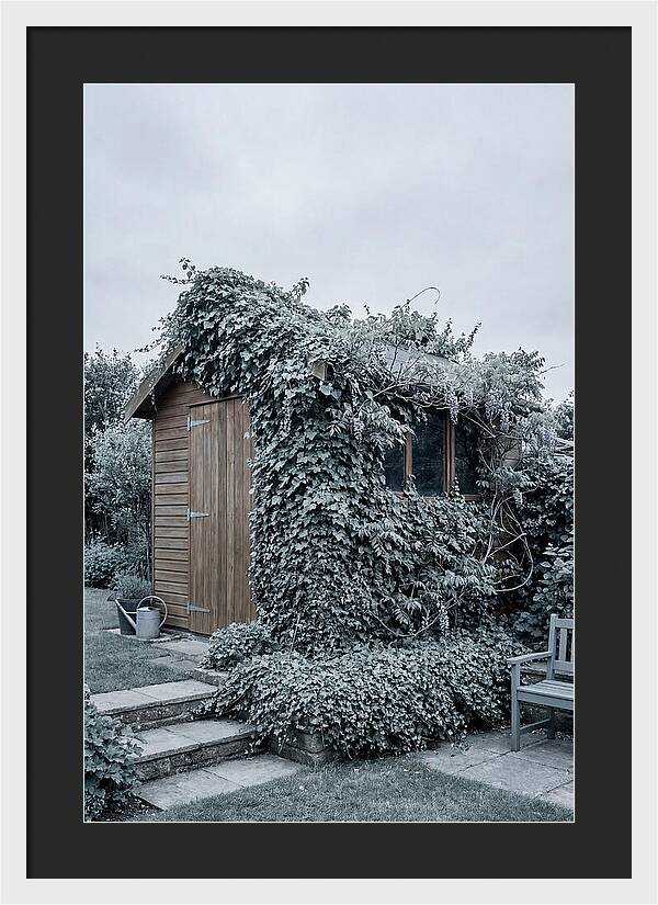 Garden Shed Embraced By Nature