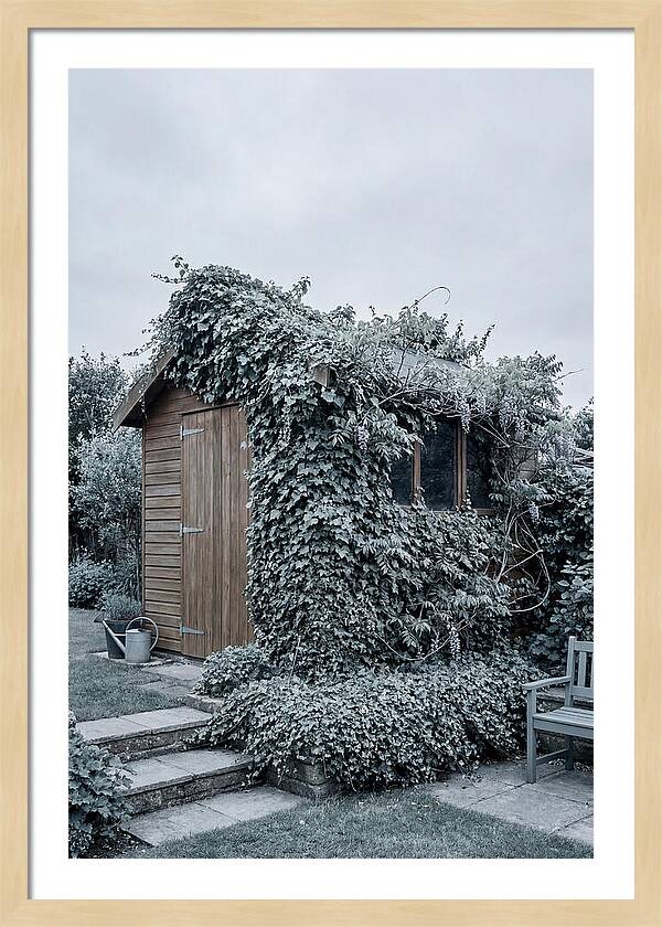 Garden Shed Embraced By Nature