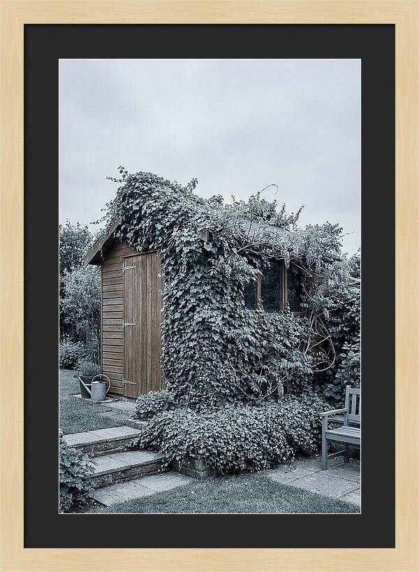 Garden Shed Embraced By Nature