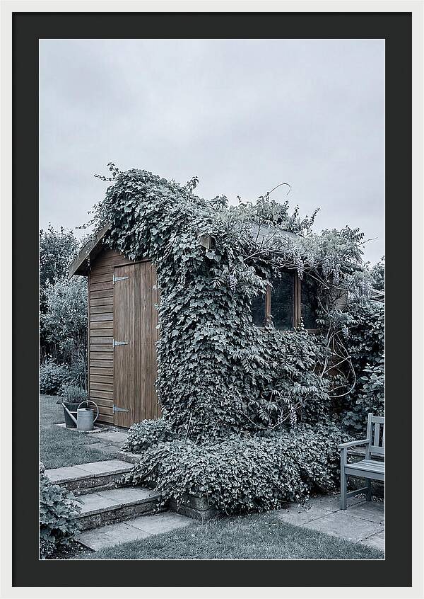 Garden Shed Embraced By Nature