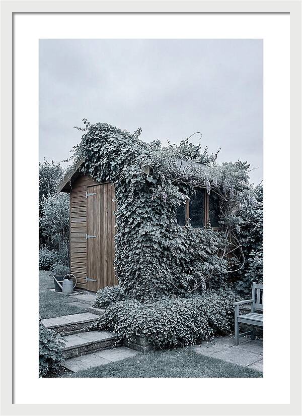 Garden Shed Embraced By Nature
